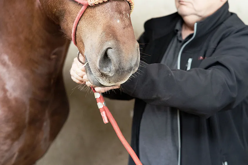 transporte de caballos de confianza