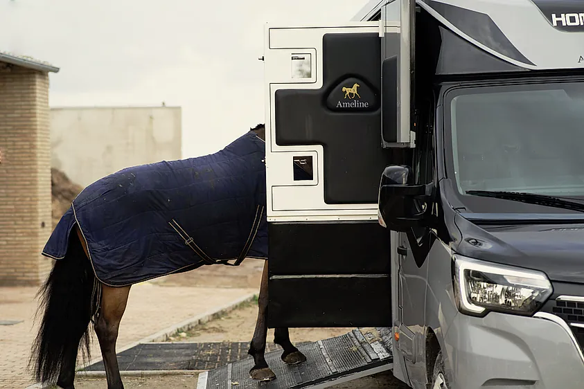 caballo subiendo a furgoneta transporte